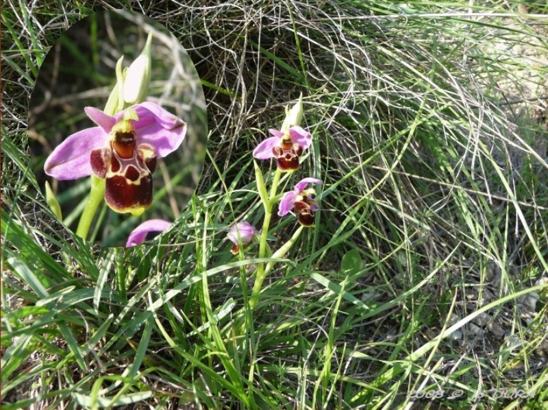 Ophrys Scolopax