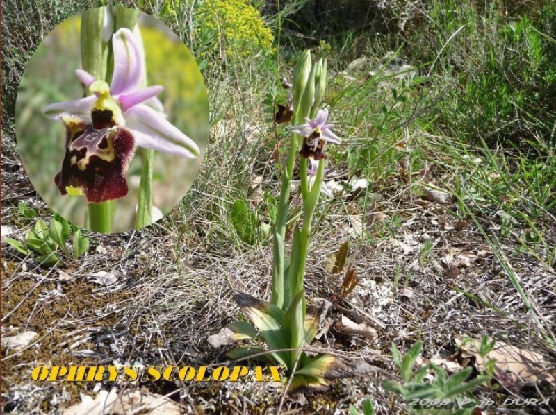Ophrys Scolopax