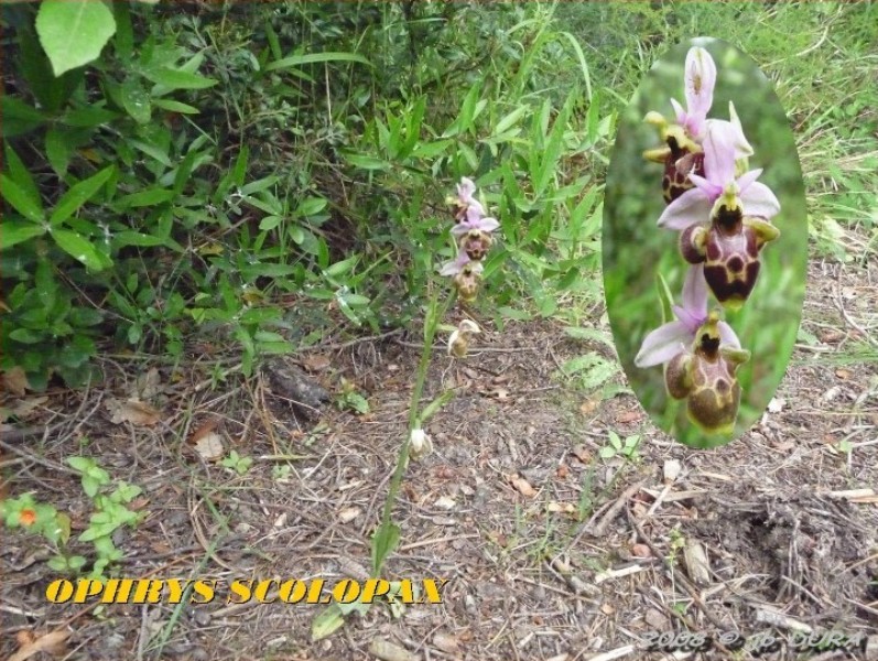 ophrys scolopax5