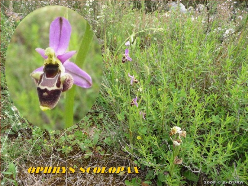 ophrys scolopax