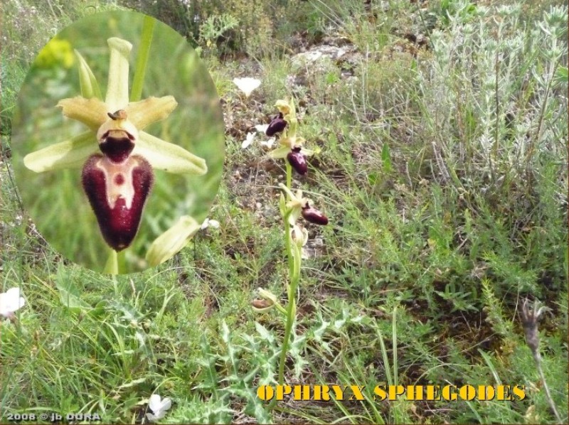 ophrys sphegodes