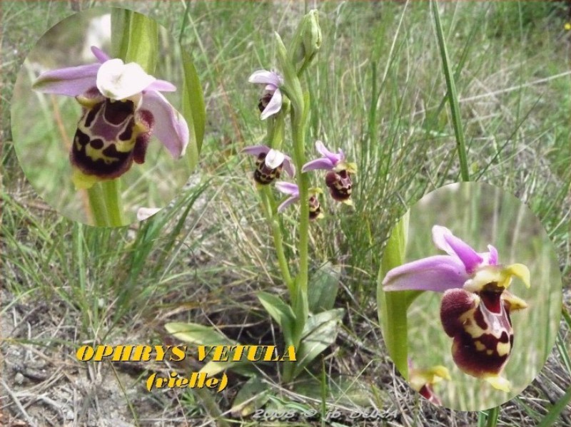Ophrys Vetula