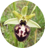 Ophrys Inconnue 2