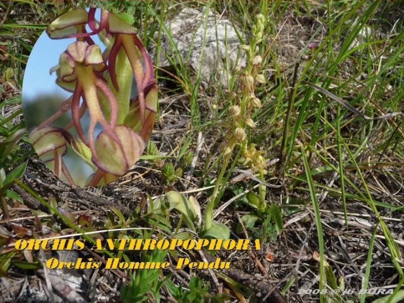 Orchis Antropophora