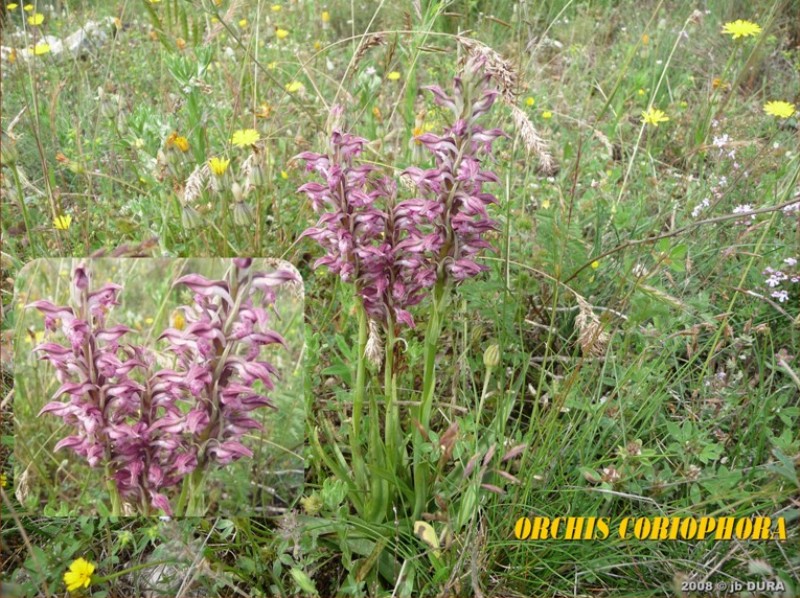orchis coriophora