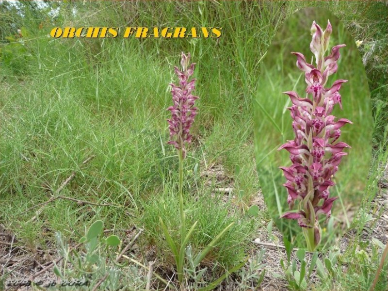 orchis fragrans