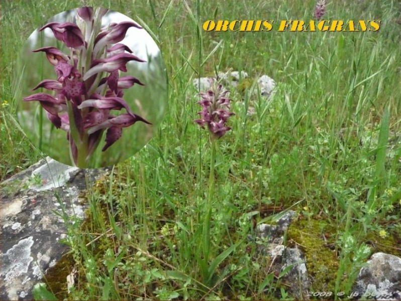 orchis fragrans2