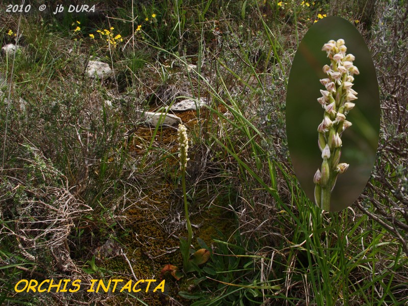 orchis intacta