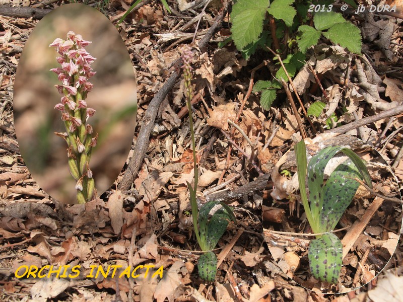 orchis intacta2