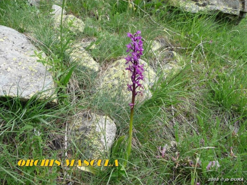 orchis mascula