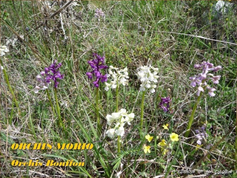 Orchis Morio