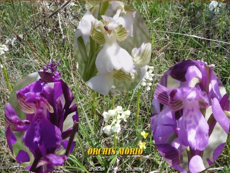 Orchis Morio