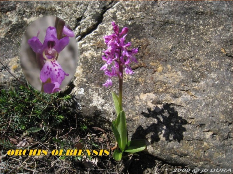 Orchis Olbiensis