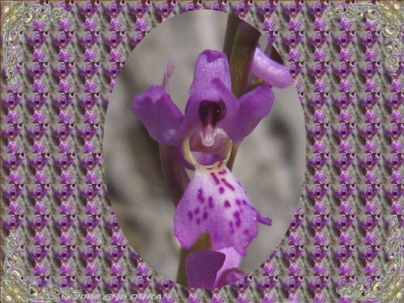 Orchis Olbiensis