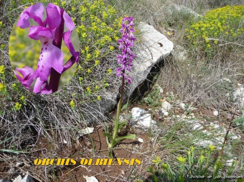 Orchis Olbiensis