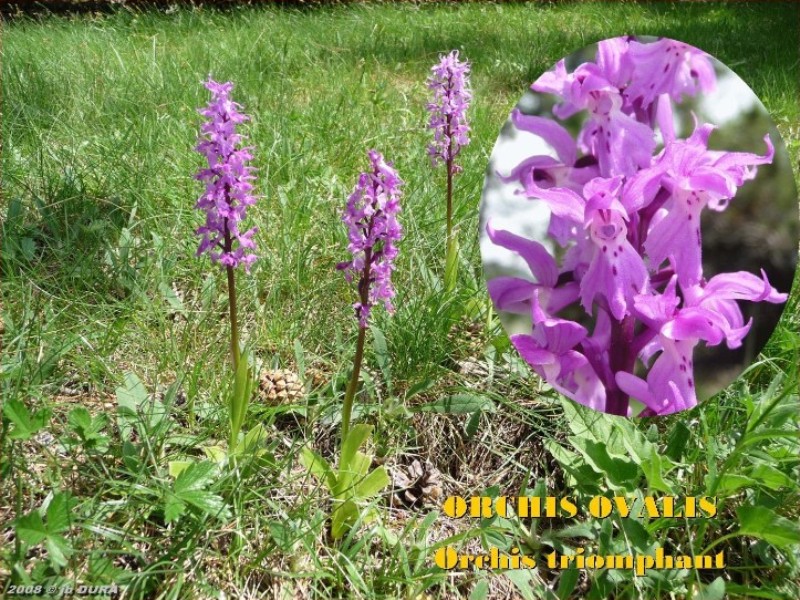 orchis ovalis