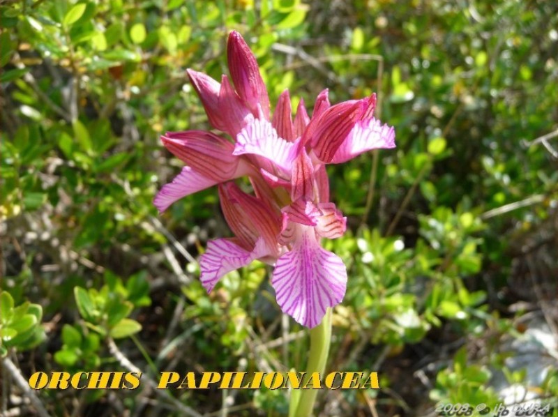 Orchis Papilionacea