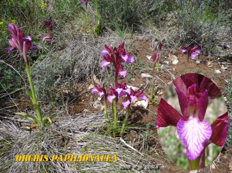 Orchis  Papilionacea