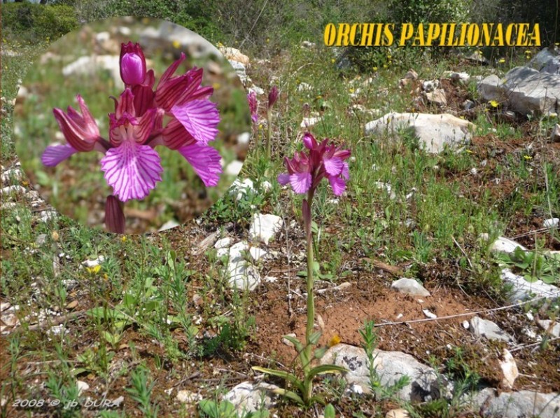 Orchis  Papilionacea