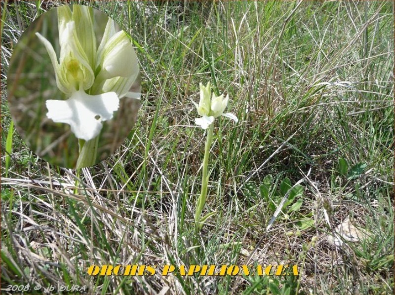 Orchis  Papilionacea