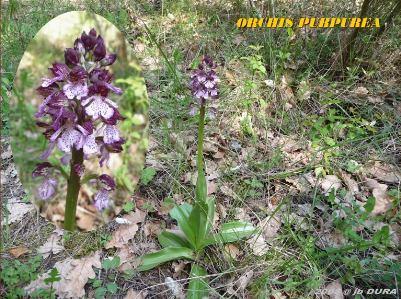 Orchis Purpurea
