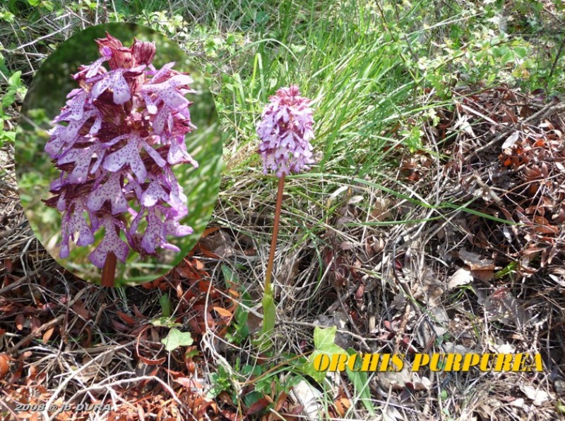 Orchis Purpurea