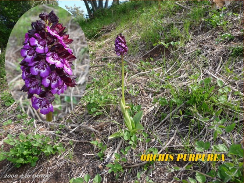 Orchis Purpurea