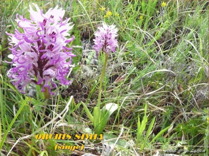 Orchis Simia