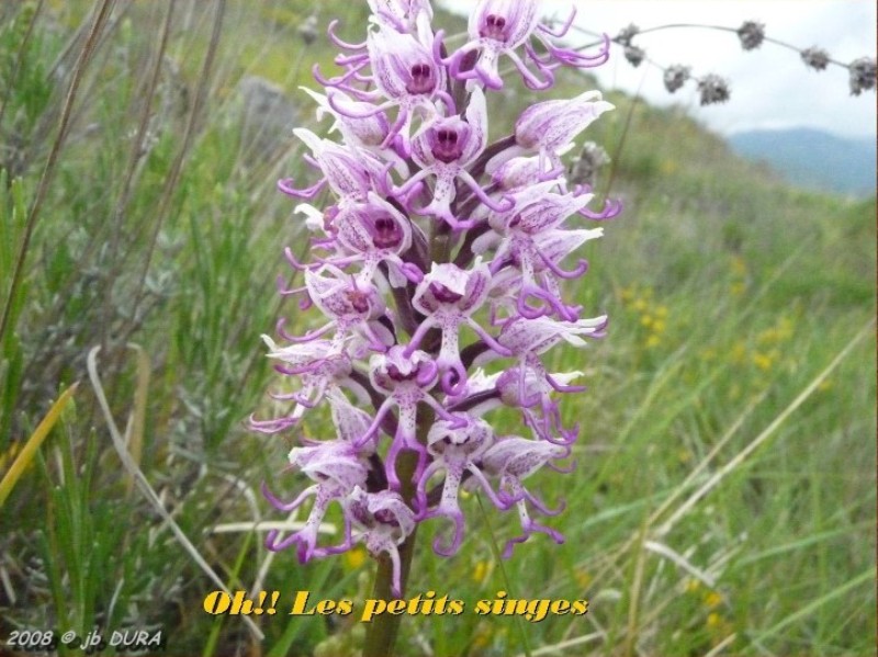 Orchis Simia