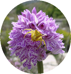 Une Belle Orchis Tridentata
