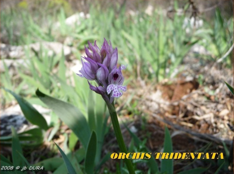 Orchis Tridentata