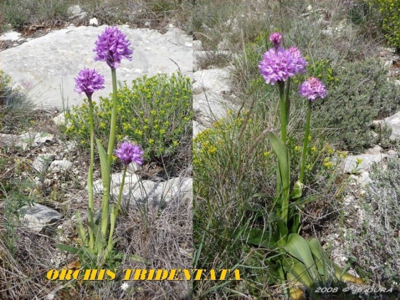 Orchis Tridentata