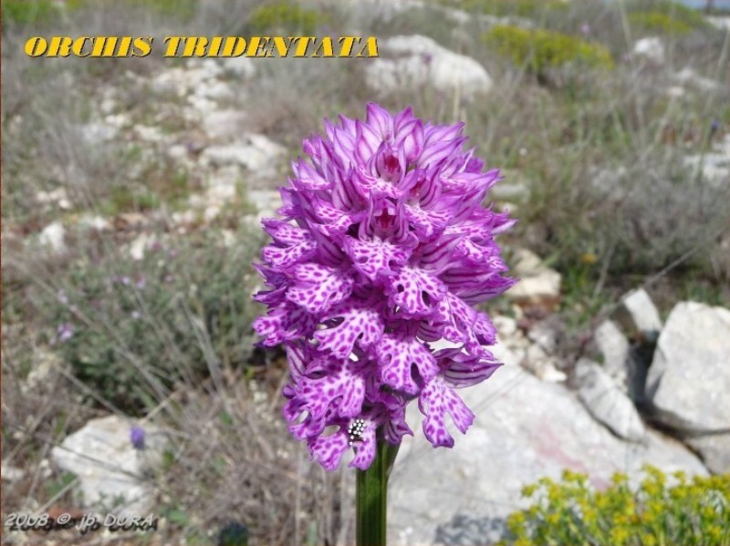 Orchis Tridentata