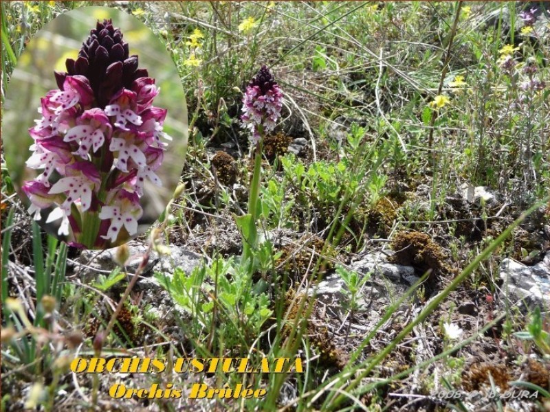 Orchis Ustulata