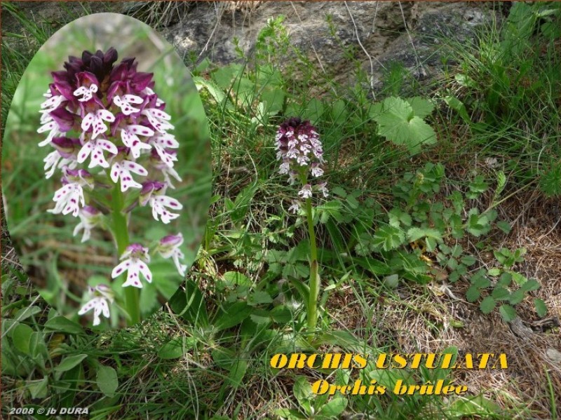 orchis ustulata