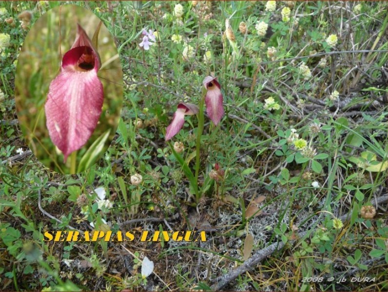 Serapias Lingua