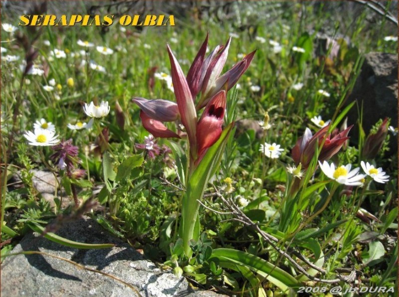 Serapias Olbia