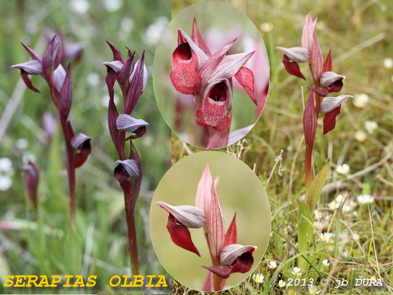 Serapias Olbia Oval