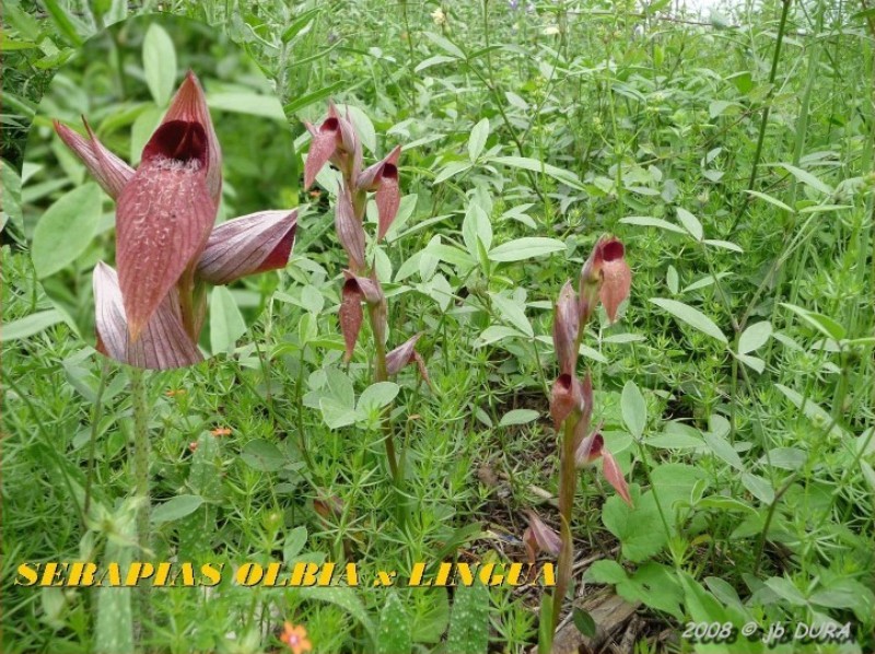 serapias olbia_x_lingua