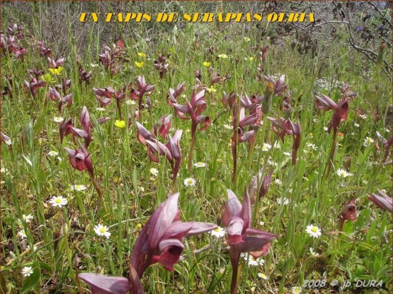 Serapias