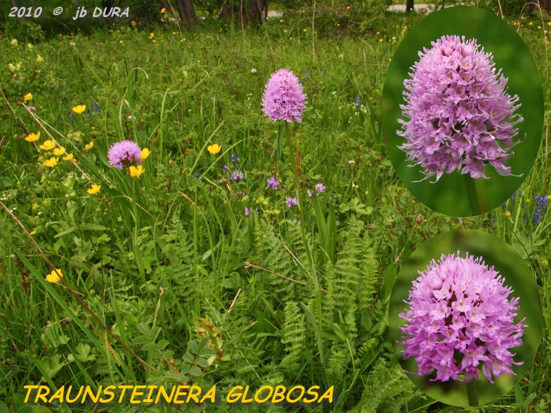 traunsteinera_globosa